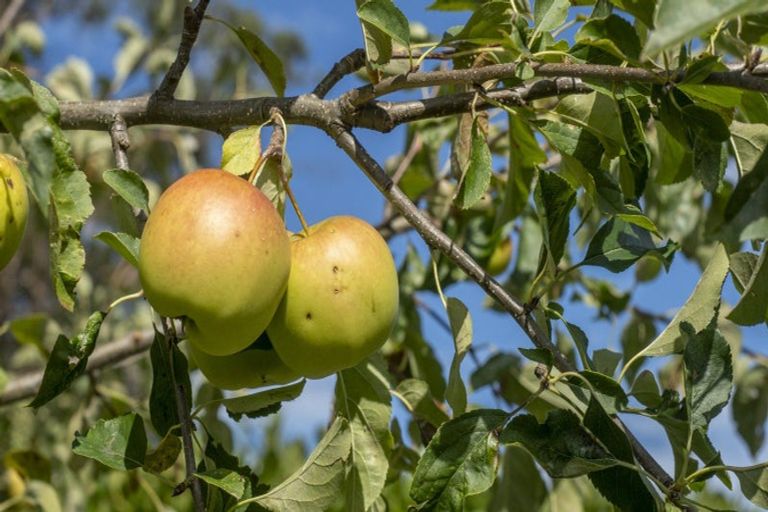 Photo of property in 83 Boundary Road, Upper Plain, Masterton, 5888