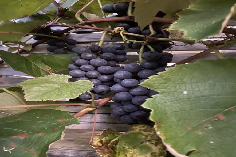 Photo of property in 291 Kaiwaka-mangawhai Road, Kaiwaka, Wellsford, 0975