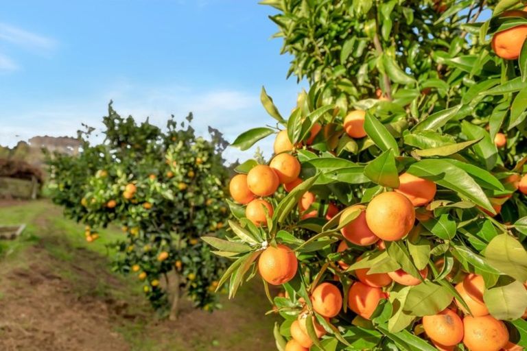 Photo of property in 31 Midland Lane, Aongatete, Katikati, 3181