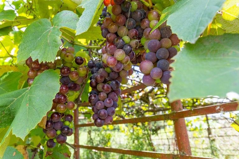 Photo of property in 810 Waiterimu Road, Waiterimu, Ohinewai, 3784