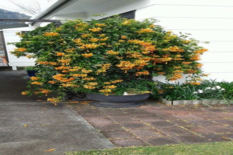 Photo of property in 8 Russell Avenue, Te Aroha, 3320