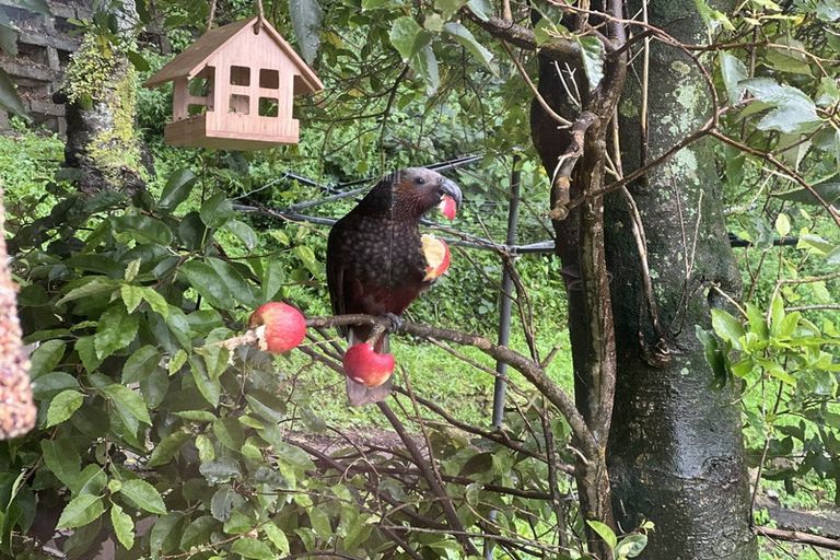 Photo of property in 5/31 Plunket Street, Kelburn, Wellington, 6012