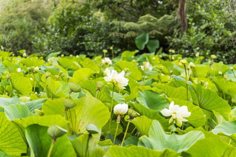 Photo of property in 247 Broomfields Road, Whitford, Howick, 2571