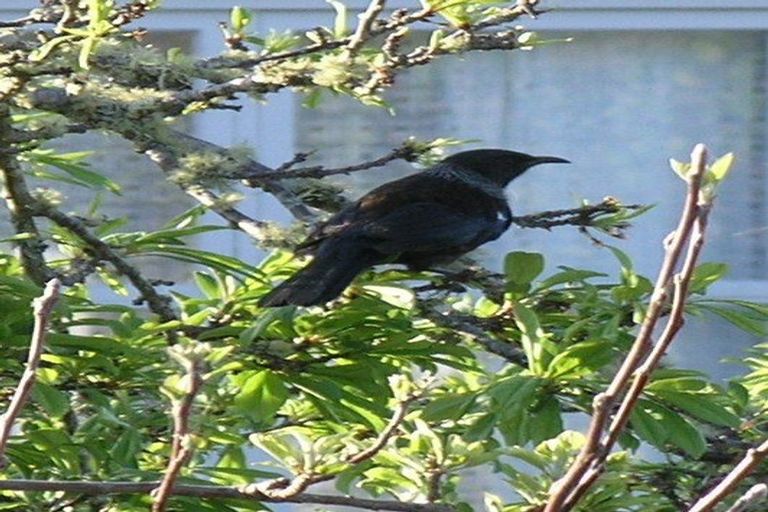 Photo of property in 169 Howard Road, Orere Point, Papakura, 2585