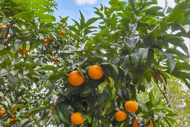 Photo of property in 15 Leinster Avenue, Raumati South, Paraparaumu, 5032