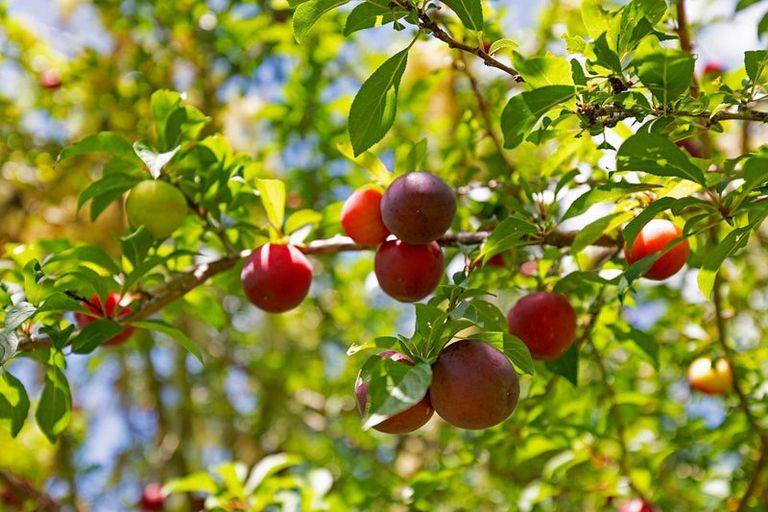 Photo of property in 50 Waitoki Road, Waitoki, Kaukapakapa, 0871