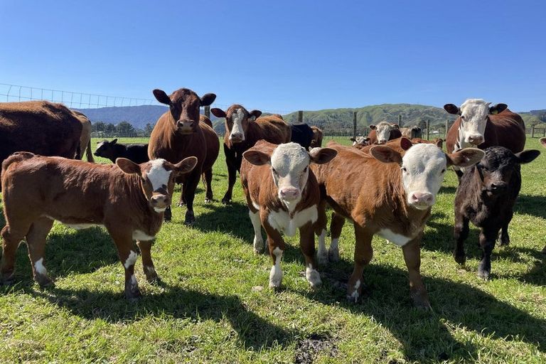 Photo of property in 81 Hautere Cross Road, Te Horo, Otaki, 5582