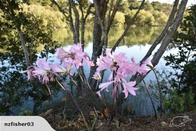 Photo of property in 49 Vale Road, Riverside, Whangarei, 0112