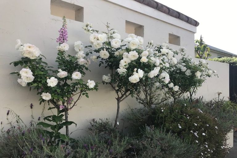 Photo of property in 15 Breen Place, Morrinsville, 3300