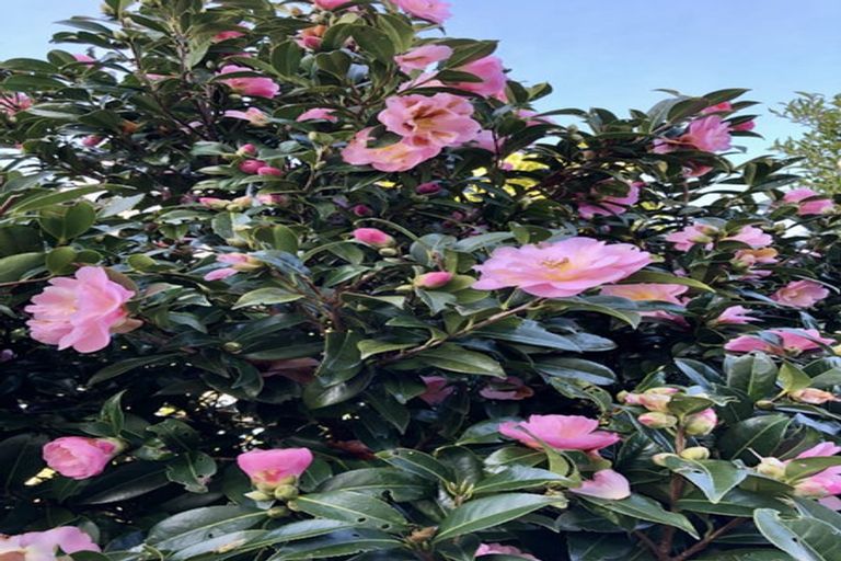 Photo of property in 91 Somerville Road, Somerville, Auckland, 2014