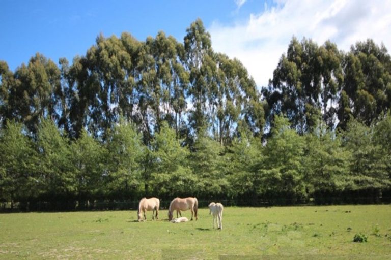 Photo of property in 279 School Road, West Eyreton, Rangiora, 7475