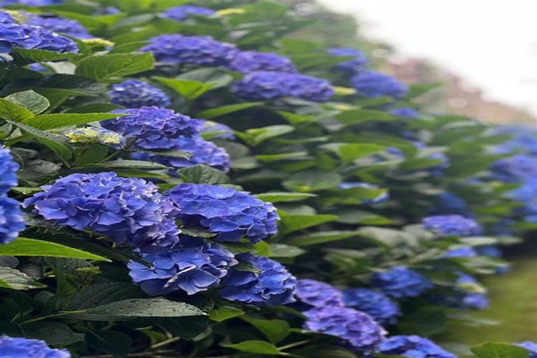 Photo of property in 5 Dysart Lane, Kumeu, 0891