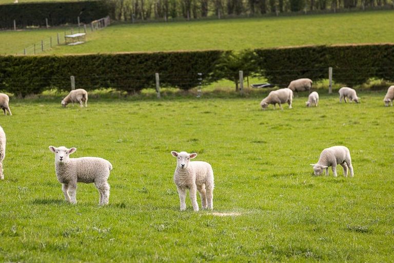 Photo of property in 309 Gladstone Road North, Mosgiel, 9092