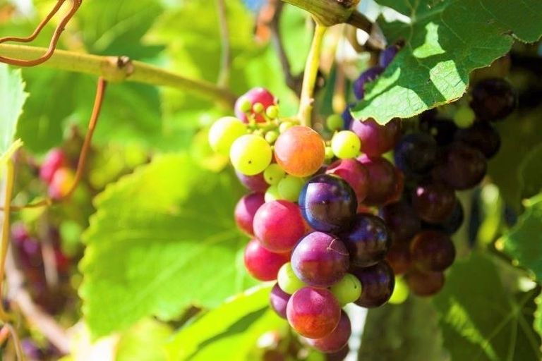 Photo of property in 60b Worker Road, Wellsford, 0900