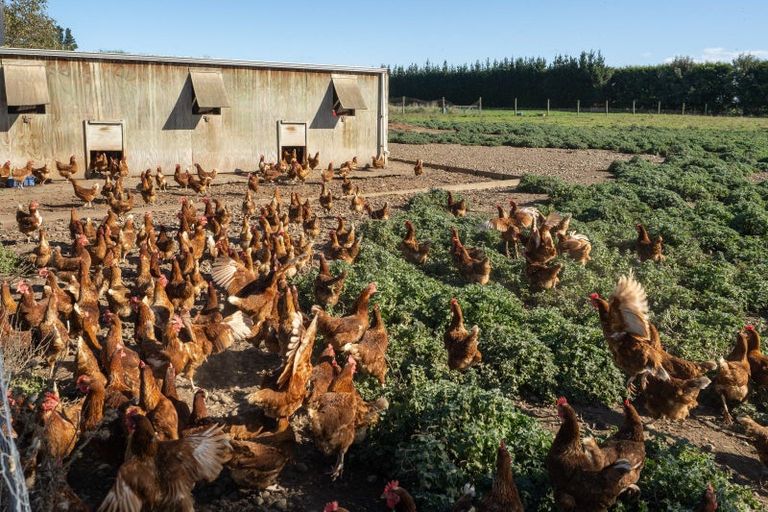 Photo of property in 596 Frasers Road, Maronan, Ashburton, 7778