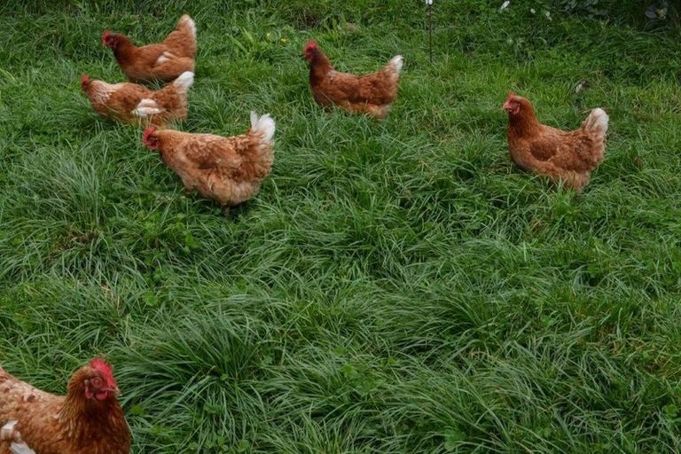 Photo of property in 130 Hanning Road, Pirongia, Te Awamutu, 3876