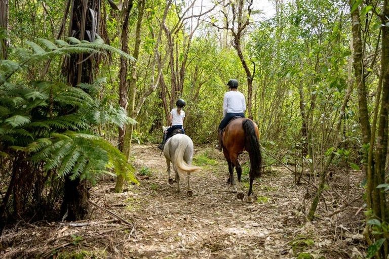 Photo of property in 217 Harvey Road, Marahau, Motueka, 7197