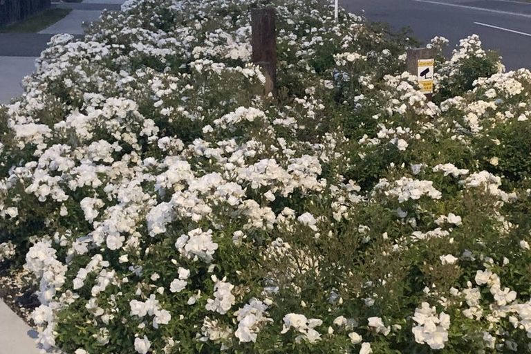 Photo of property in 26 Whitehall Drive, Springlands, Blenheim, 7201