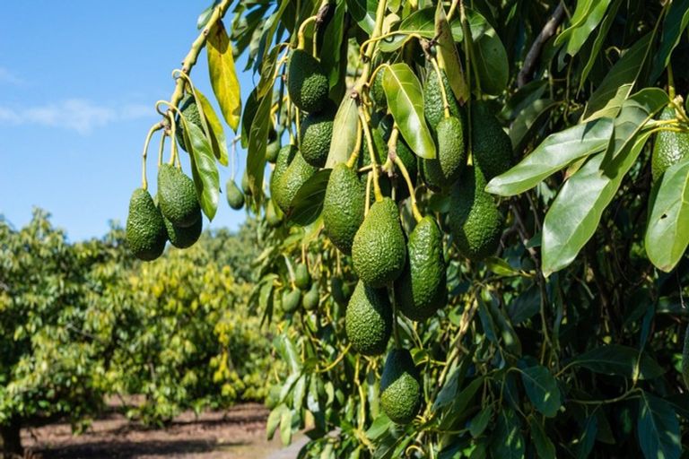 Photo of property in 12 Walker Road West, Aongatete, Katikati, 3178