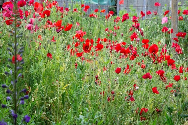 Photo of property in 31 Studholme Street, Temuka, 7920