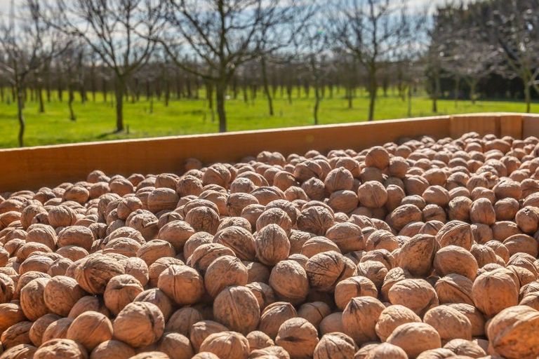 Photo of property in 973 Hoskyns Road, West Melton, Christchurch, 7671