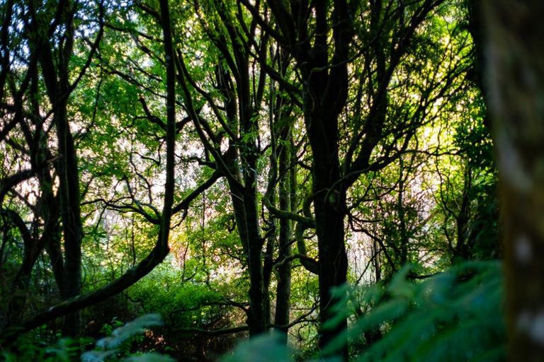 Photo of property in 18a Ahoroa Road, Judgeford, Porirua, 5381