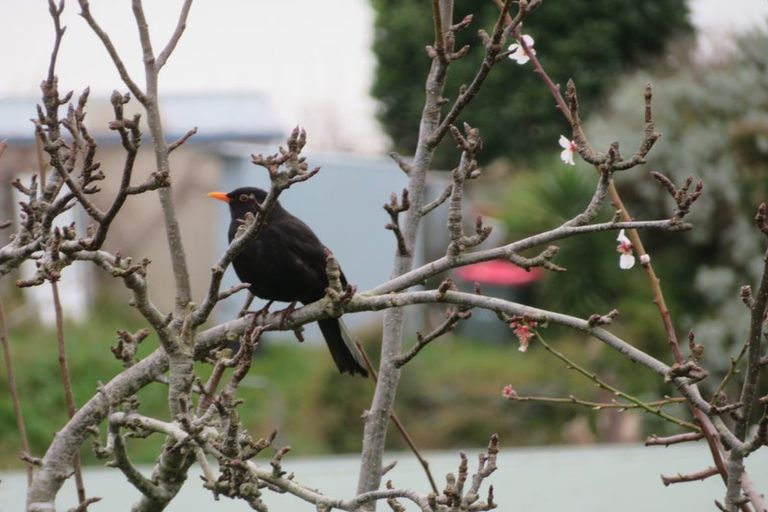 Photo of property in 16 Reeve Street, Foxton, 4814