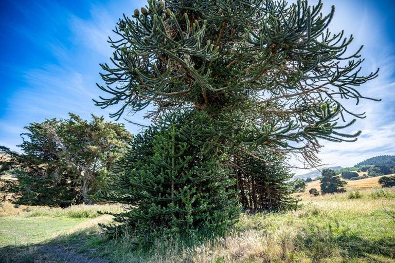 Photo of property in 38 Puaha Road, Little River, 7591