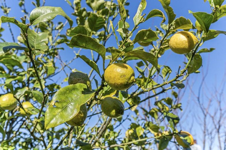 Photo of property in 6 Buckland Place, Spotswood, New Plymouth, 4310