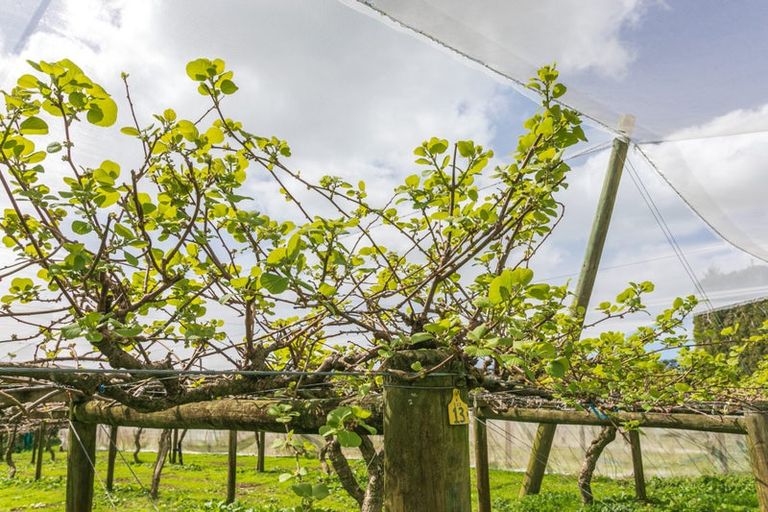 Photo of property in 231 Walford Road, Aongatete, Katikati, 3181