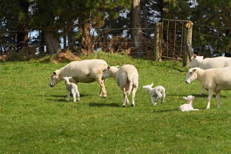 Photo of property in 771 Whakamarama Road, Whakamarama, Tauranga, 3179