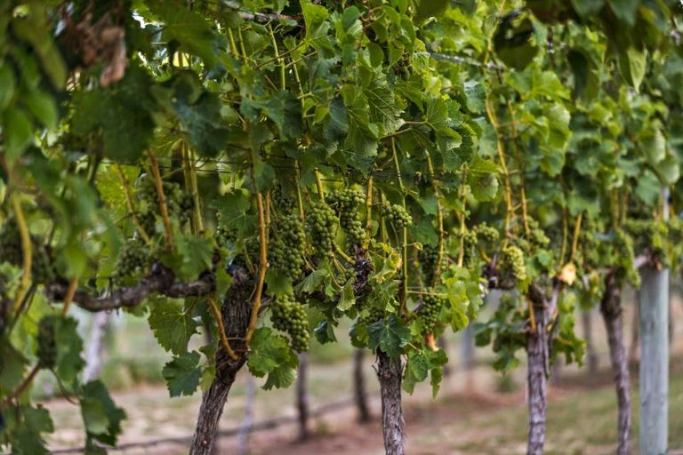 Photo of property in 1 Shortcut Road, Cromwell, 9310