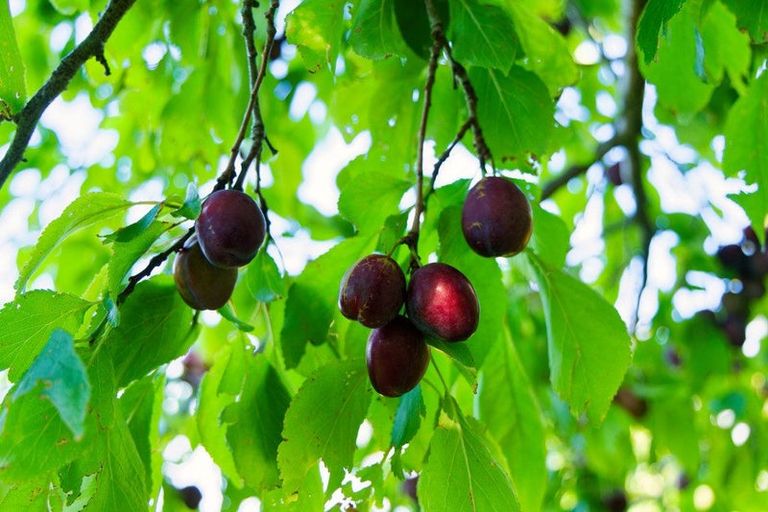 Photo of property in 759 Mount Fyffe Road, Kaikoura Flat, Kaikoura, 7371