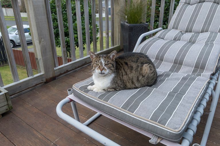 Photo of property in 22 Lynwood Place, Brookfield, Tauranga, 3110