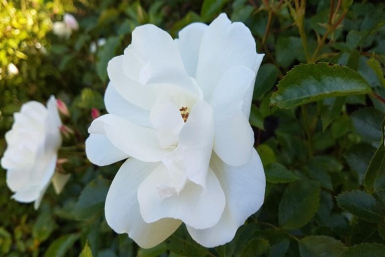 Photo of property in 50 Brunings Road, Carters Beach, Westport, 7892