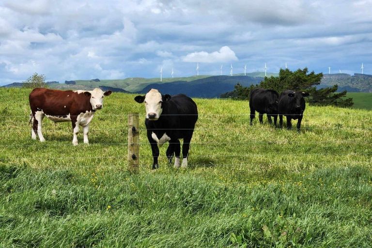 Photo of property in 697 Maungatawhiri Road, Raglan, 3295