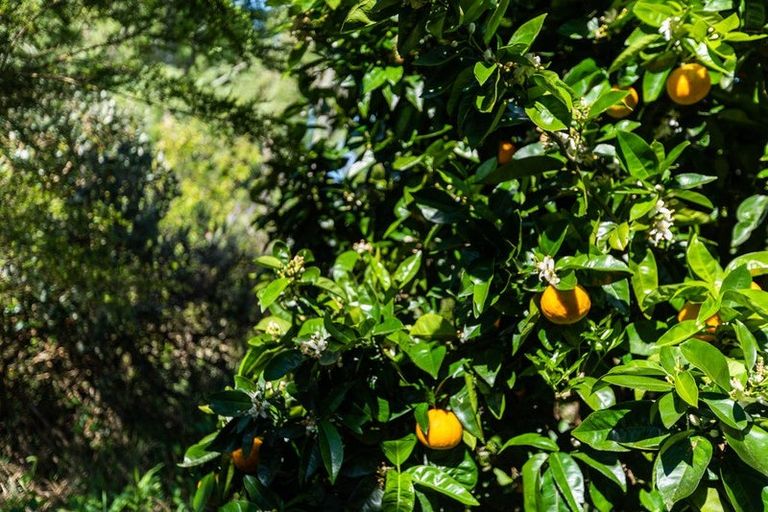 Photo of property in 55 Station Road, Paeroa, 3600