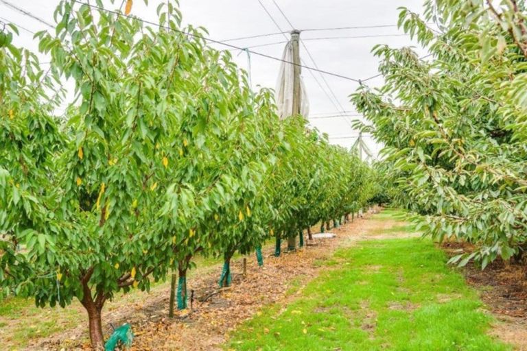 Photo of property in 200 Longlands Road, Longlands, Hastings, 4172