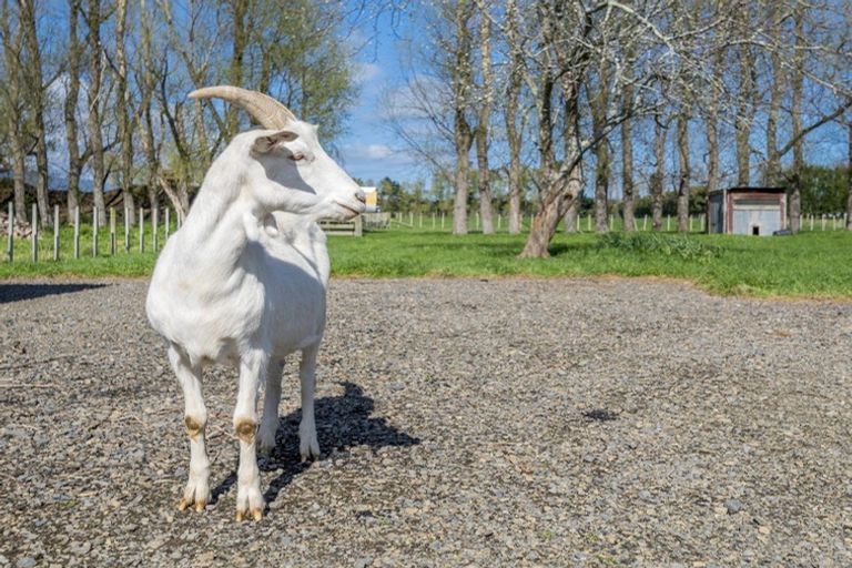 Photo of property in 292 Heatherlea Road East, Levin, 5571