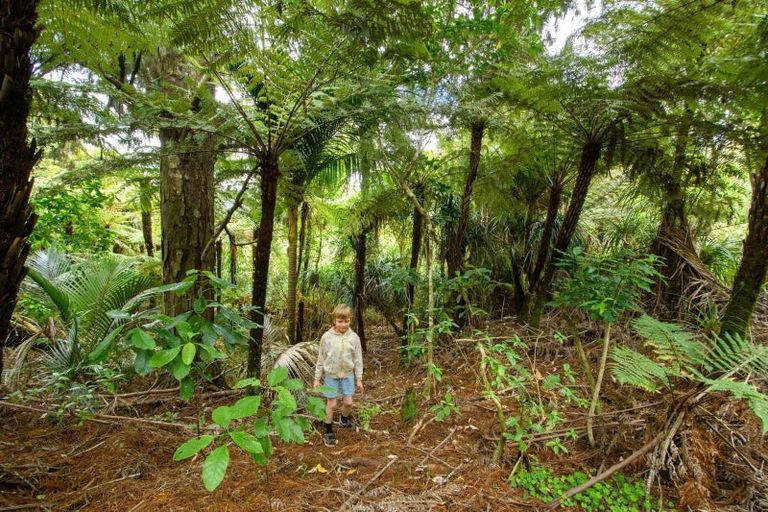 Photo of property in 305 Wairere Road, Waitakere, Auckland, 0782