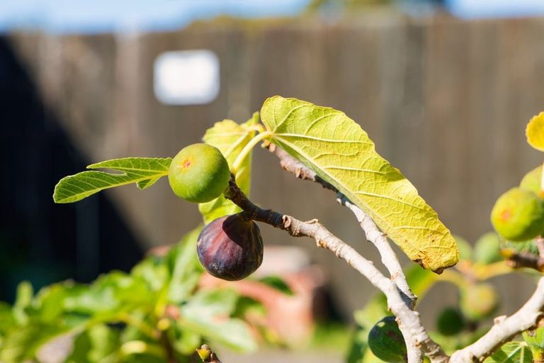 Photo of property in 26 Levin Street, Cheviot, 7310