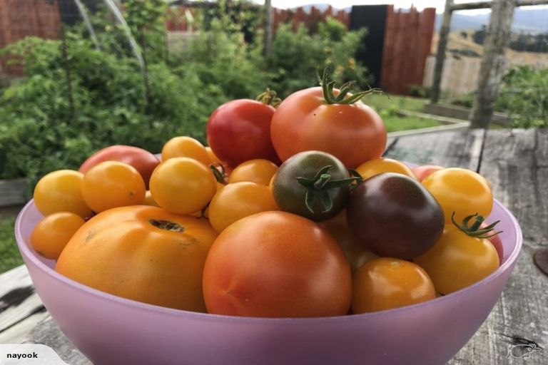 Photo of property in 6c Hinckley Road, Aongatete, Katikati, 3181