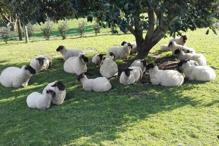 Photo of property in 233 Waipapa Block Road, Whakamarama, Tauranga, 3180