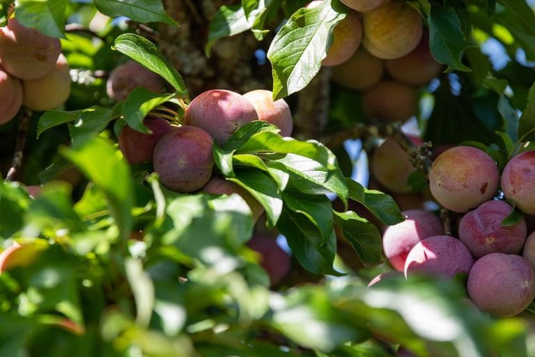 Photo of property in 3 Riverlea Drive, Katikati, 3129