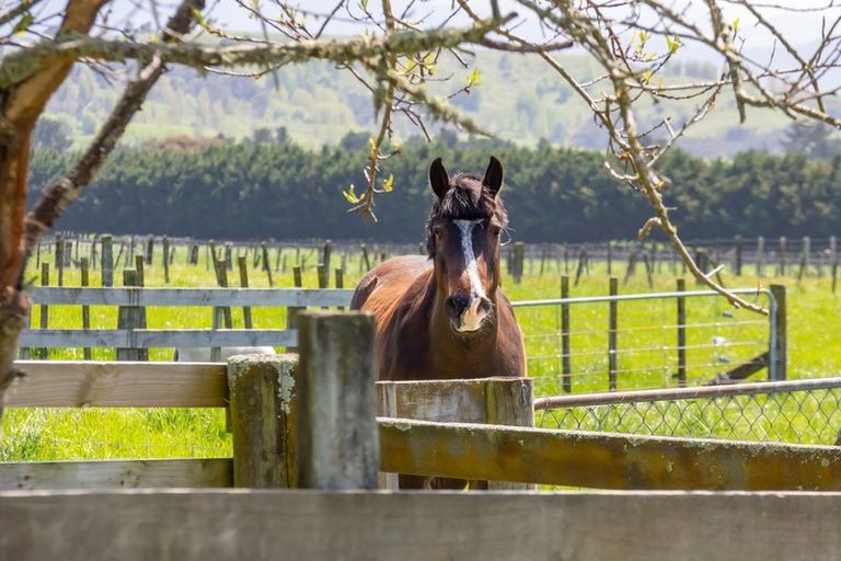 Photo of property in 49 Budd Road, Upper Plain, Masterton, 5888