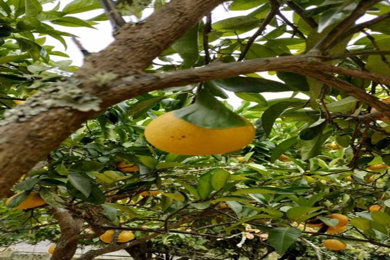 Photo of property in 4 Creek Road, Mangamahu, Whanganui, 4586