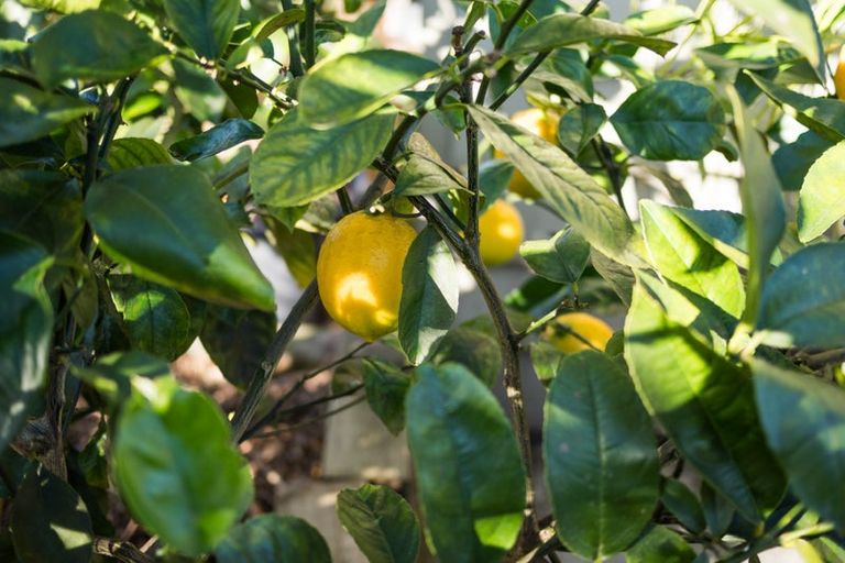 Photo of property in 416 Ruahine Street, Terrace End, Palmerston North, 4410