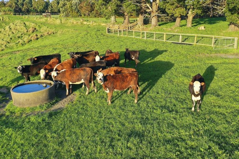 Photo of property in 64 Houghton Road, Ngahinapouri, Hamilton, 3290