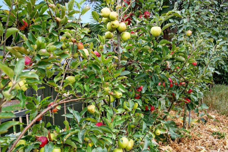 Photo of property in 82 Tawari Street, Matamata, 3400