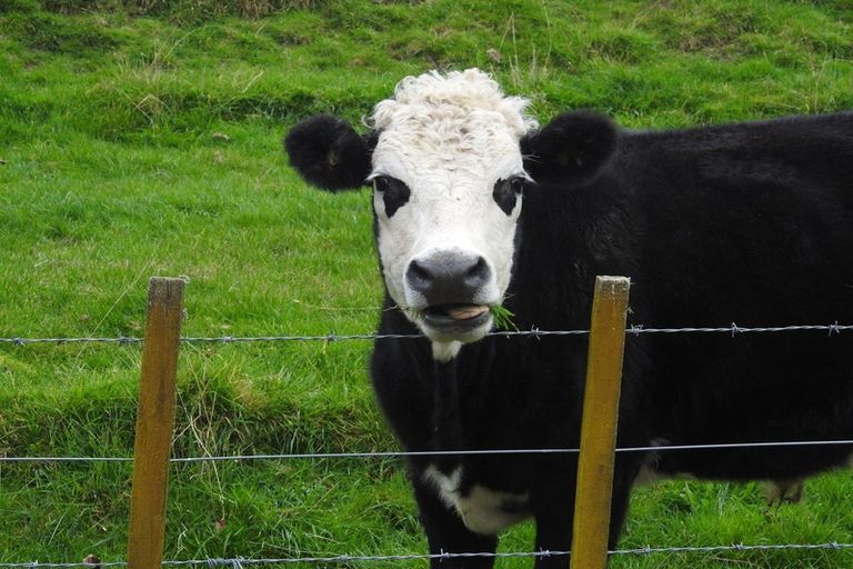 Photo of property in 431 Tiniroto Road, Frasertown, Wairoa, 4195